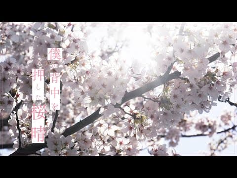 桜晴 thumbnail